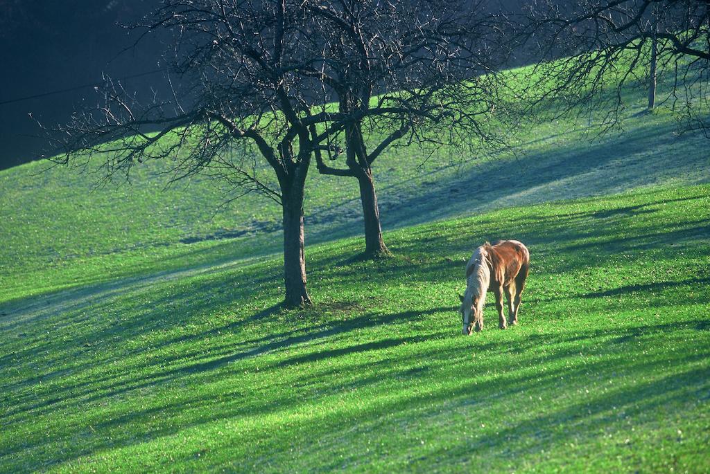Tourist Farm Ljubica Vila Poljane nad Škofjo Loko Exterior foto